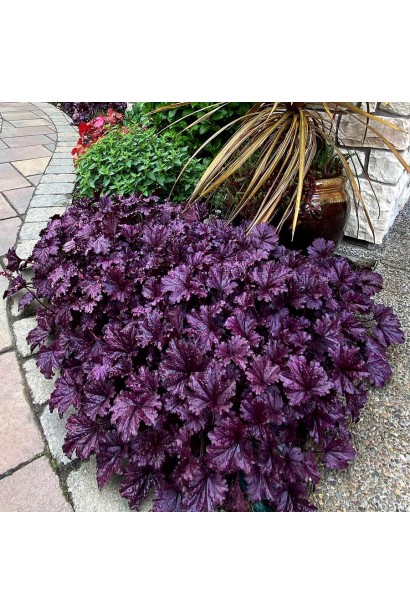 Геухера Forever  Purple